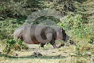 Hippo in the savannah, Serengeti National Park, Tanzania