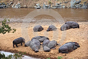 Hippo school at Mara river, Masai Mara, Kenya