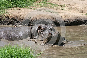 Hippo in serengeti