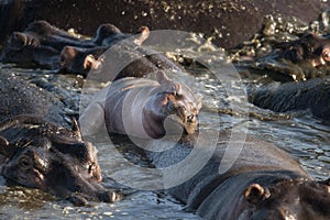 Hippo at the Serengeti National Park