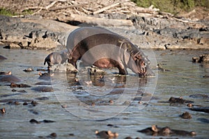 Hippo at the Serengeti National Park