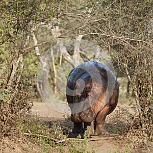 Hippo at the Serengeti National Park