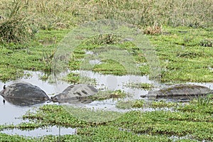 Hippo at the Serengeti National Park