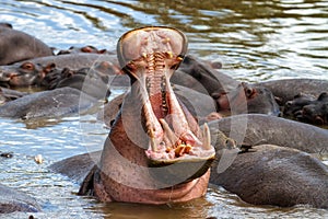 Hippo in the Serengeti National Park in Tanzania