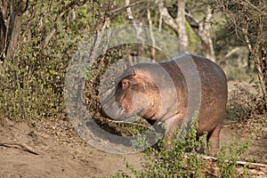 Hippo at the Serengeti National Park, Tanzania