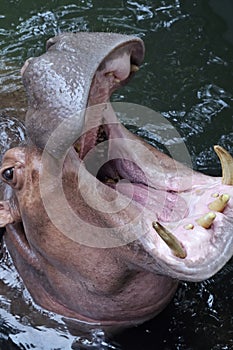 A hippo showing off