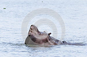 Hippo showing the teeths #3