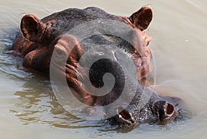 Hippo is sitting in the water. Botswana. Okavango Delta.