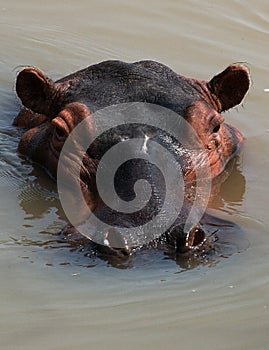 Hippo is sitting in the water. Botswana. Okavango Delta.