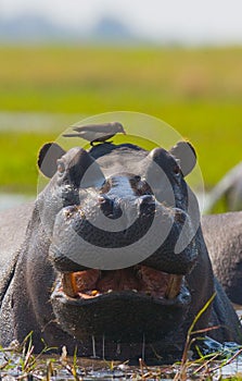 Hippo is sitting in the water. Botswana. Okavango Delta.