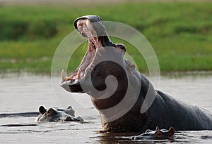 Hippo is sitting in the water, opening his mouth and yawning. Botswana. Okavango Delta.