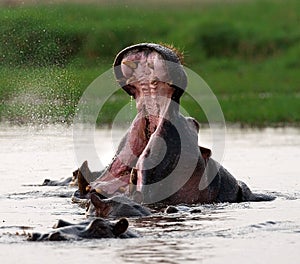 Hippo is sitting in the water, opening his mouth and yawning. Botswana. Okavango Delta.