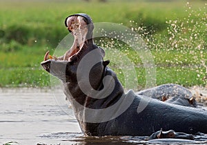 Hippo is sitting in the water, opening his mouth and yawning. Botswana. Okavango Delta.