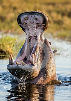 Hippo is sitting in the water, opening his mouth and yawning. Botswana. Okavango Delta.