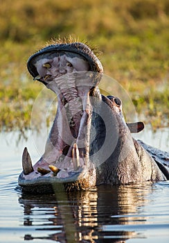 Hippo is sitting in the water, opening his mouth and yawning. Botswana. Okavango Delta.