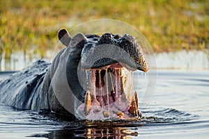 Hippo is sitting in the water, opening his mouth and yawning. Botswana. Okavango Delta.