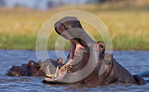 Hippo is sitting in the water, opening his mouth and yawning. Botswana. Okavango Delta.