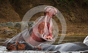 Hippo is sitting in the water, opening his mouth and yawning. Botswana. Okavango Delta.