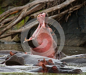 Hippo is sitting in the water, opening his mouth and yawning. Botswana. Okavango Delta.