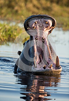 Hippo is sitting in the water, opening his mouth and yawning. Botswana. Okavango Delta.