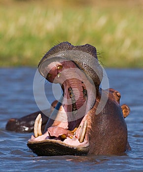 Hippo is sitting in the water, opening his mouth and yawning. Botswana. Okavango Delta.