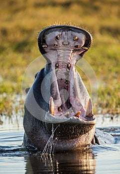 Hippo is sitting in the water, opening his mouth and yawning. Botswana. Okavango Delta.