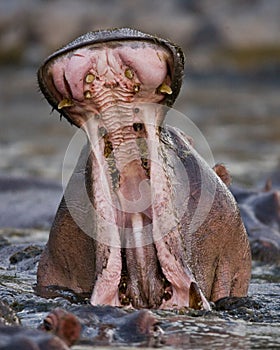 Hippo is sitting in the water, opening his mouth and yawning. Botswana. Okavango Delta.
