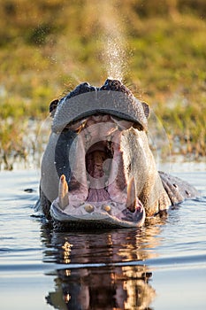 Hippo is sitting in the water, opening his mouth and yawning. Botswana. Okavango Delta.