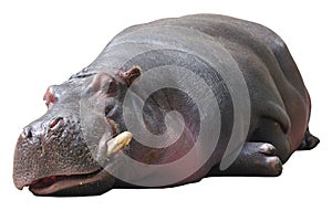 Hippo sleeping on white background