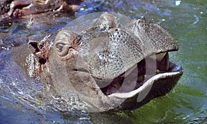 Hippo smile photo