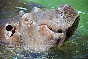 Hippo smile photo