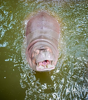 Hippo smile