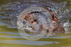 Hippo snort photo