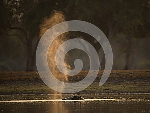 Hippo snorting during sunset photo