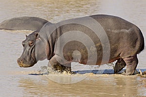 Hippo, South Africa