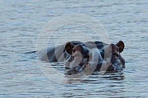 Hippo in south africa st lucia