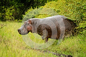 Hippo stands by bushes watching camera cautiously