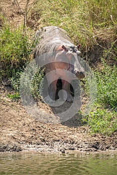 Hippo stands in overgrown gully eyeing camera