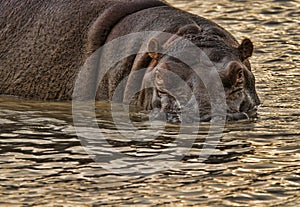 Hippo stare down