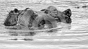 Hippo Stare from waterhole