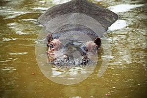 Hippo submersion