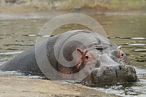 Hippo surfacing out of the water