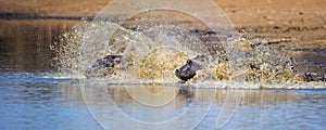 Hippo swim