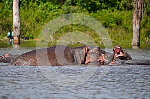 Hippo swimming in the lake, Naivasha, Kenya