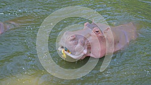 A hippo swimming in water