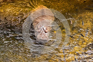 Hippo swimming in water, danger animal in zoo. Wildlife hippo in pond zoology in environment. Hippopotamus enjoying
