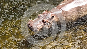 Hippo swimming in water, danger animal in zoo. Wildlife hippo in pond zoology in environment. Hippopotamus enjoying