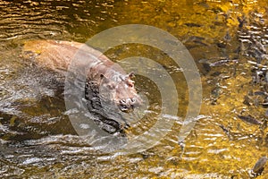 Hippo swimming in water, danger animal in zoo. Wildlife hippo in pond zoology in environment. Hippopotamus enjoying