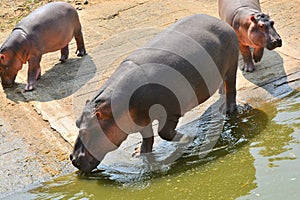 Hippo tans