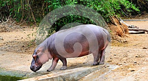 Hippo tans